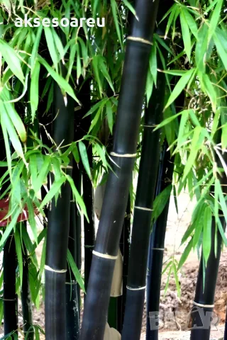 100 висококачествени семена Студоустойчив черен бамбук от САЩ за Декорация на дома и Градината , снимка 17 - Сортови семена и луковици - 49727476