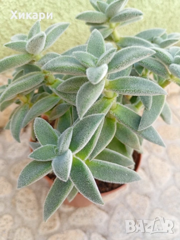 Красула Тенелли - Crassula mesembryanthemoides 'Tenelli  , снимка 5 - Стайни растения - 50303443