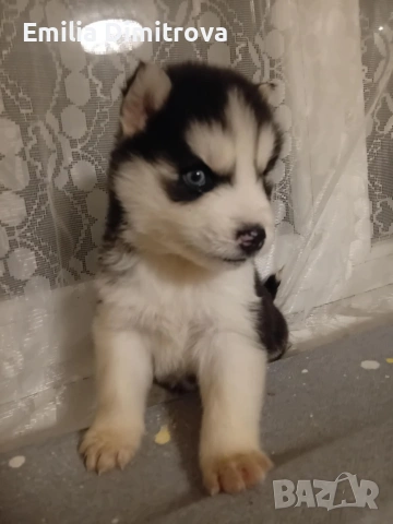 продавам хъскита кучете, снимка 4 - Хъски - 53236382