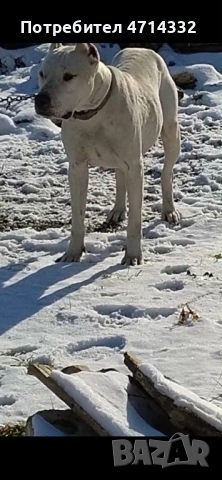 Продавам мъжки и женски кученца, снимка 3 - Дого аржентино - 53163193