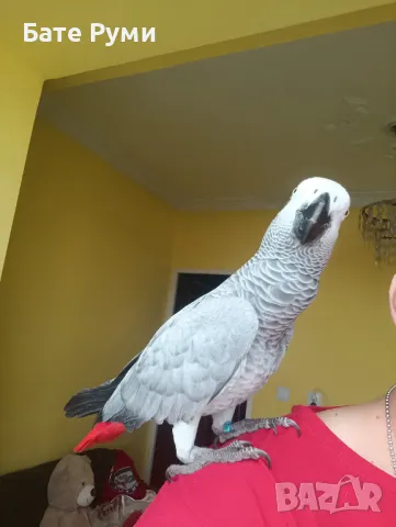 Папагал Жако, снимка 2 - Папагали - 50418251