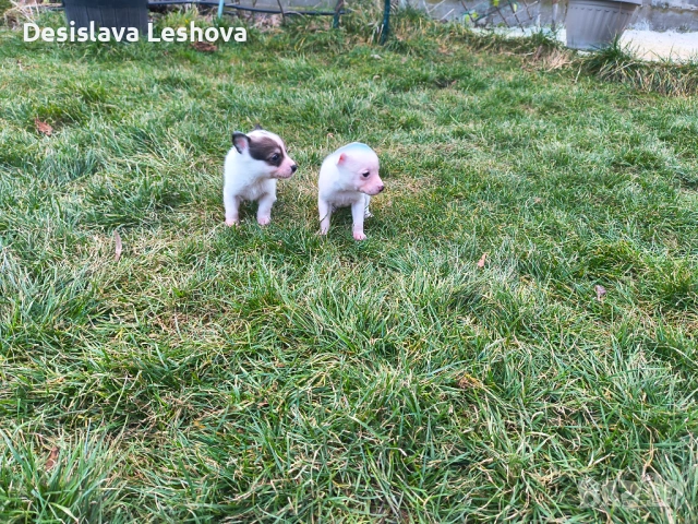 Тези малки сладури си търсят дом :), снимка 2 - Чихуахуа - 53519919