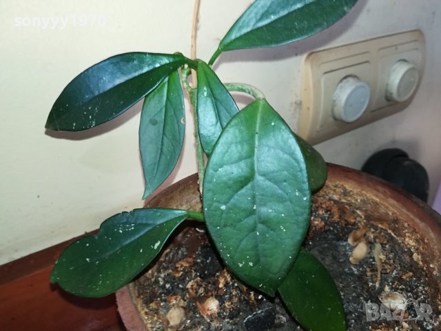 ЦВЕТЕ В САКСИЯ-ДЪРВОТО НА ПАРИТЕ 1802241018, снимка 4 - Стайни растения - 44349238