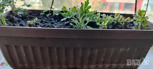 хризантеми, снимка 10 - Стайни растения - 49867028