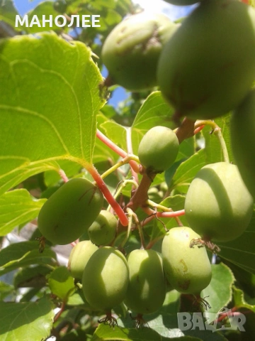 🥝🥝🥝Двуполово киви🥝🎁👌