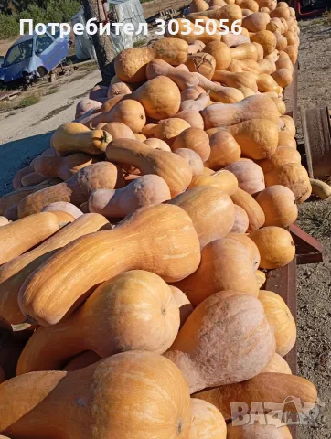 Продавам тикви-цигулки, снимка 4 - Домашни продукти - 56363522