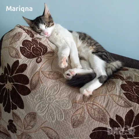 Подарявам мъжко котенце, снимка 8 - Други - 55825234