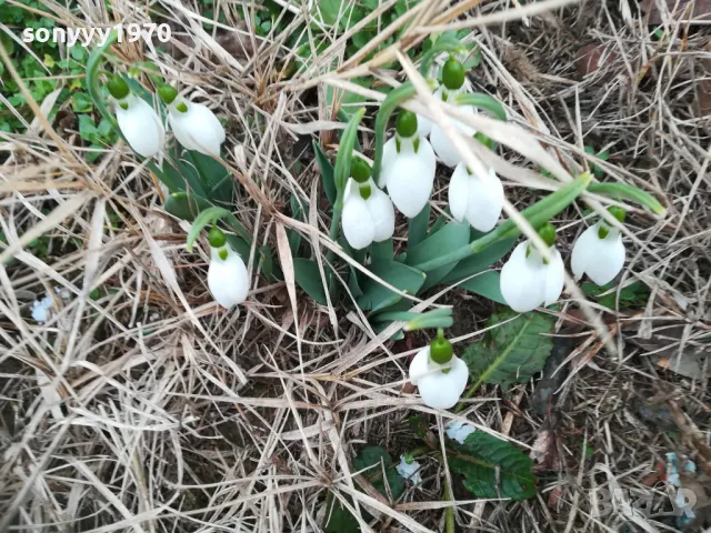 КОКИЧЕТА В САКСИЯ С ЛУКОВИЦИ И ПОЧВА 0402250814, снимка 7 - Градински цветя и растения - 48956050