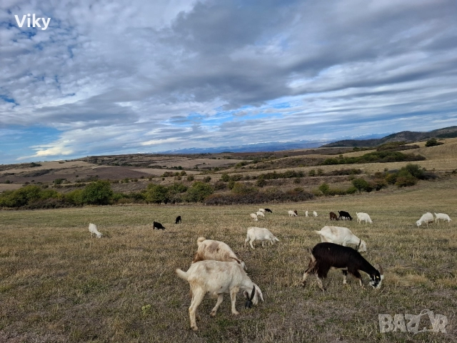 ярета на свободна паша, снимка 3 - Кози - 51962192