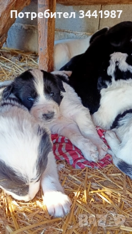 Каракачанки кучета , снимка 13 - Каракачанска овчарка - 52521908