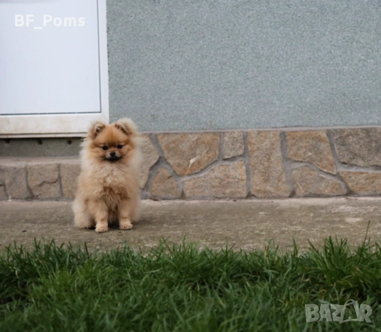 Миниатюрно момиченце померан с родословие FCI, снимка 7 - Померан - 50219721