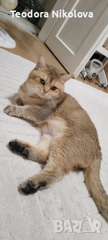 Британска златна чинчила за разплод , снимка 10 - Чинчили - 51309484