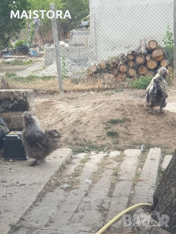   петли копринки и бантам, снимка 5 - Кокошки и пуйки - 51609027