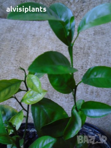 Млади мандаринови дръвчета 2 годишни за свеж дом с цитрус, снимка 3 - Стайни растения - 39524661