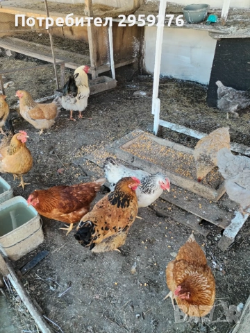 Продавам кокошки носачки на 8 месеца 