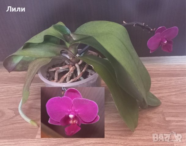 Орхидея фаленопсис мултифлора 
