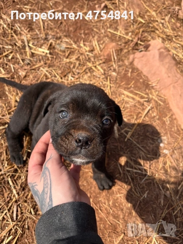 Бебета кане корсо родени на 16.01.2026