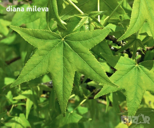 Ликвидамбър, Амброво дърво, Liquidambar , снимка 1