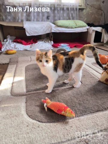 Подарявам малко трицветно котенце. , снимка 2 - Други - 52790022