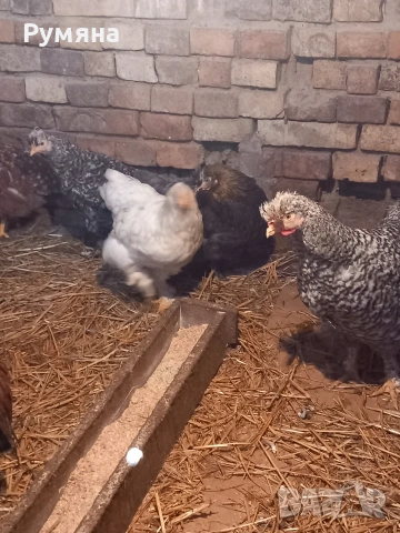 Продавам пилета , снимка 6 - Кокошки и пуйки - 53643589