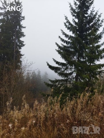 Продава парцел в к.к. Пампорово , снимка 3 - Парцели - 34851745