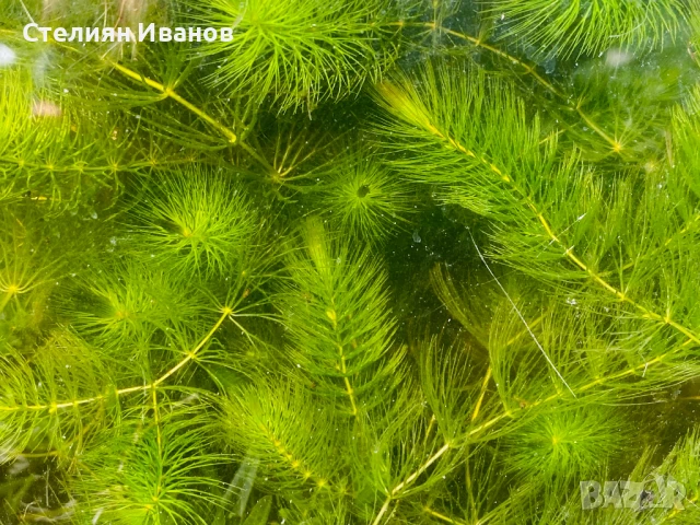 Роголистник (Ceratophyllum demersum), снимка 3 - Градински цветя и растения - 51183355