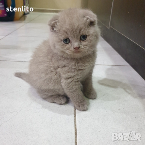 Шотландски котенца на 2 месеца, снимка 14 - Британска късокосместа - 32989455