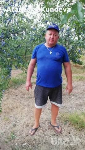 Сини сливи "Стенлей", снимка 6 - Домашни продукти - 55903852