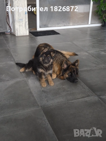 Продавам малки кученца - Немска овчарка, снимка 7 - Немска овчарка - 52060545