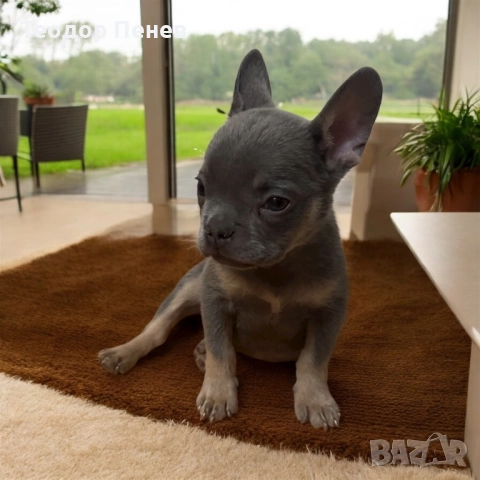 Френски Булдог, снимка 1