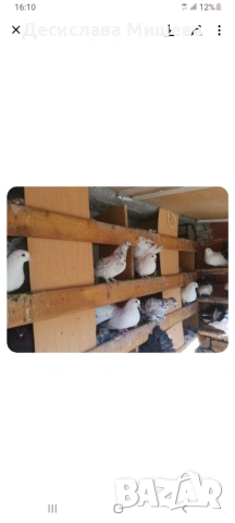 Подарявам гълъби фендерлии