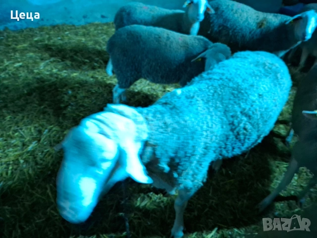 продавам овен Лакон , снимка 4 - Овце - 53528046