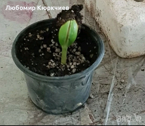 Кашу ядки за садене , снимка 8 - Сортови семена и луковици - 53261713