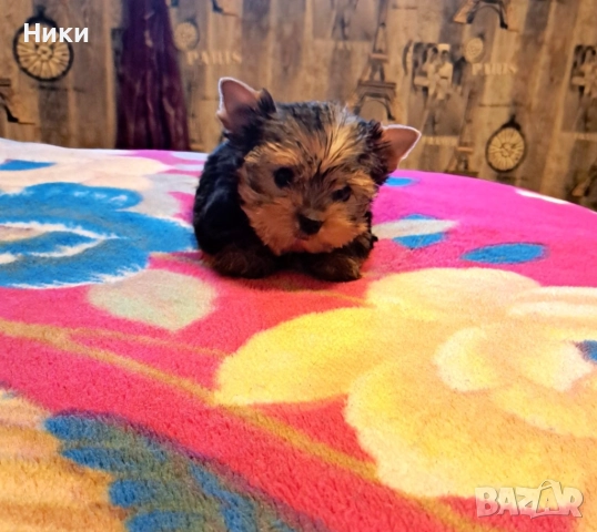 Мини йоркширско териерче, снимка 3 - Йоркширски териер - 52702352