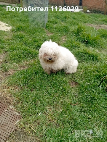 Малтийски болонки женски