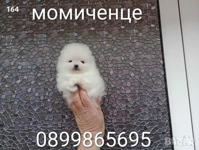 Бели миниатюрни минита. Померани. Реални снимки от 02.03.26 г. , снимка 3 - Померан - 53659158