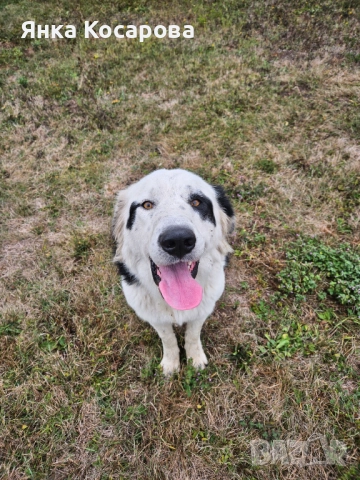 Младо куче търси своя дом!, снимка 16 - Други - 52008103