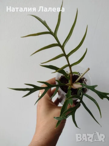 Филодендрон, philodendron Tortum