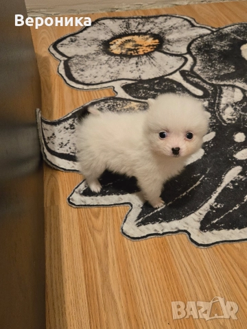померан мини мини шпиц, снимка 7 - Померан - 52566587