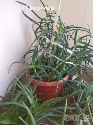 Алое вера , снимка 1