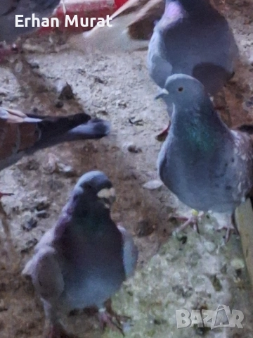 dekorativni gılıbi razlicni vidove, снимка 4 - други­ - 52557404