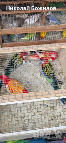 Продавам папагали Розели- пъстри светли и тъмни, снимка 3 - Папагали - 42199220