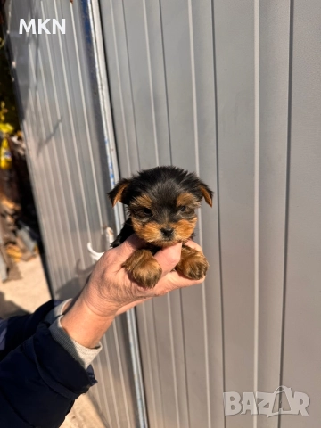 Йоркширски териер йорки , снимка 3 - Йоркширски териер - 52977514