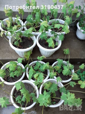 бял здравец в саксия