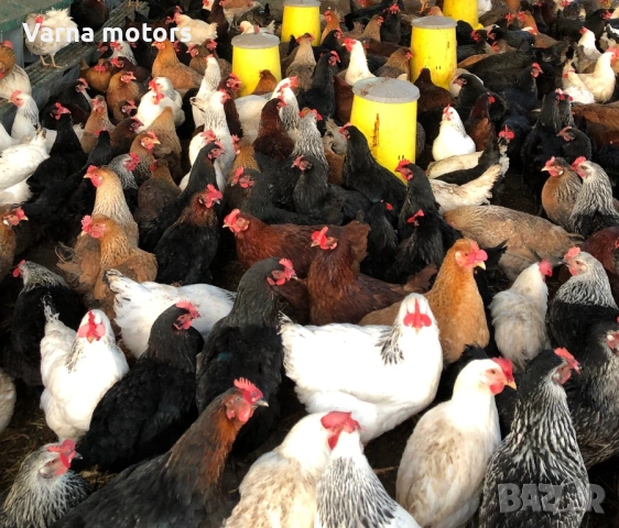 Новопронесли кокошки носачки, снасящи цветни яйца 6  МЕСЕЧНИ, снимка 3 - Кокошки и пуйки - 53043969