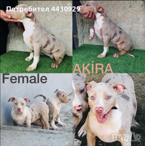 American Bully XL, снимка 6 - Други - 52497819