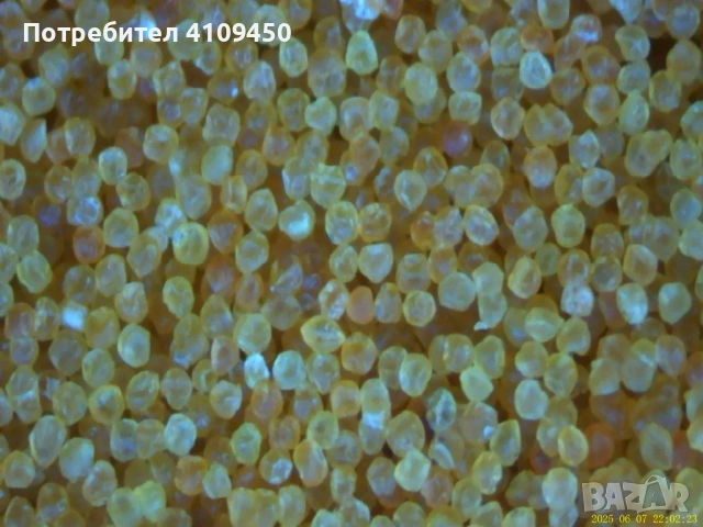 Цисти от артемия (Salina), снимка 6 - Аквариуми - 53189361