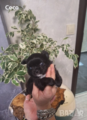 Чихуахуа , снимка 2 - Чихуахуа - 53024634