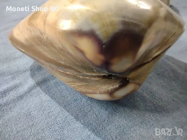 Океански дарове., снимка 5 - Други ценни предмети - 49014543