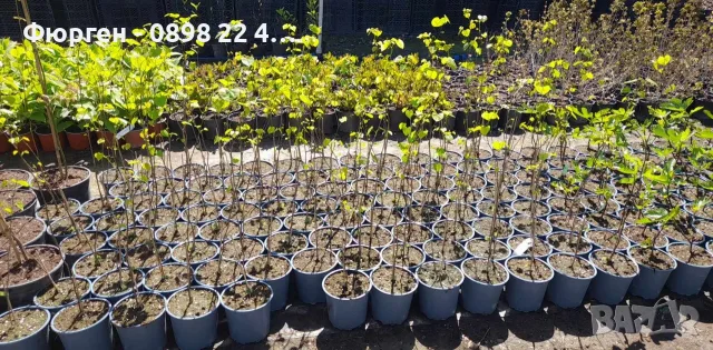 Див рожков (Cercis siliquastrum) Дърво на Юда, снимка 8 - Разсади - 55590893